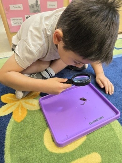 Child looking at bug through a magnifying glass